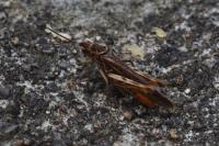 Gomphocerippus brunneus