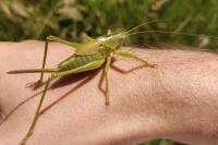 Tettigonia viridissima