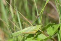 Tettigonia viridissima