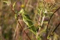 Tettigonia viridissima