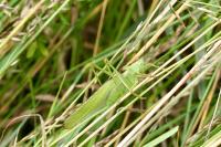 Tettigonia viridissima