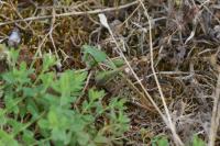 Decticus verrucivorus