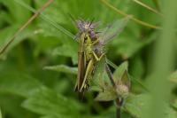 Stethophyma grossum