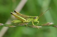 Chrysochraon dispar
