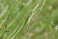 Tettigonia viridissima