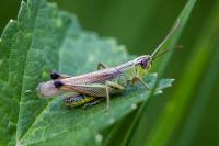 Pseudochorthippus parallelus