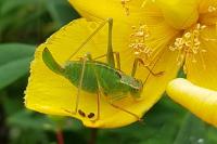 Leptophyes punctatissima