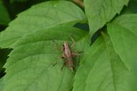 Pholidoptera griseoaptera