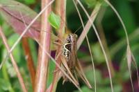 Roeseliana roeselii