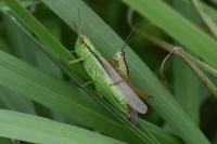 Mecostethus parapleurus