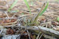 Platycleis albopunctata