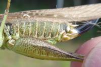 Platycleis albopunctata