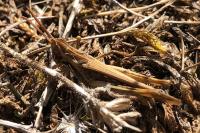 Calephorus compressicornis