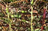 Decticus verrucivorus