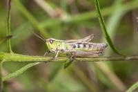 Pseudochorthippus parallelus