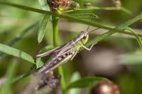 Pseudochorthippus parallelus