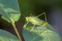 Leptophyes punctatissima