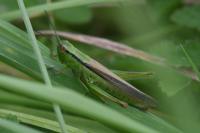 Mecostethus parapleurus