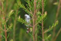 Gomphocerippus armoricanus