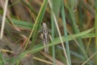 Tessellana tessellata