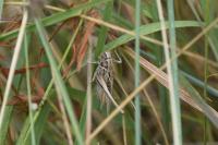 Tessellana tessellata