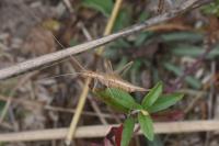 Oecanthus pellucens