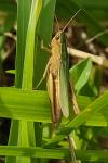 Chorthippus albomarginatus