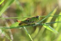 Pseudochorthippus parallelus