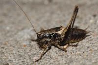Pholidoptera griseoaptera