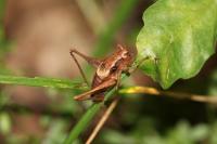 Pholidoptera griseoaptera