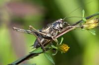Pholidoptera griseoaptera