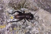 Gryllus campestris