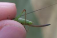 Conocephalus fuscus