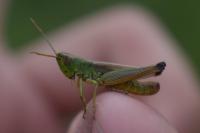 Pseudochorthippus parallelus