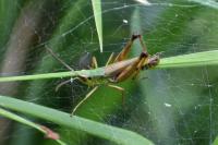 Pseudochorthippus parallelus