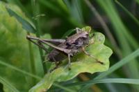 Pholidoptera griseoaptera
