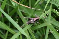 Pholidoptera griseoaptera