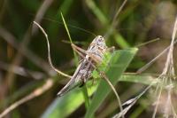 Tessellana tessellata