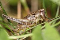 Pholidoptera griseoaptera