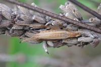 Oecanthus pellucens