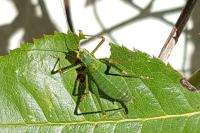 Leptophyes punctatissima