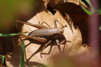 Pholidoptera griseoaptera