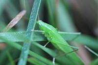 Ruspolia nitidula