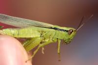 Mecostethus parapleurus