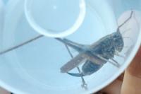 Platycleis albopunctata