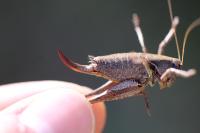 Pholidoptera griseoaptera