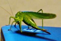 Tettigonia viridissima
