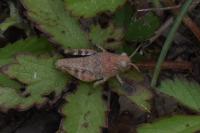 Oedipoda caerulescens