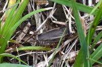 Eumodicogryllus bordigalensis