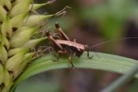 Pholidoptera griseoaptera